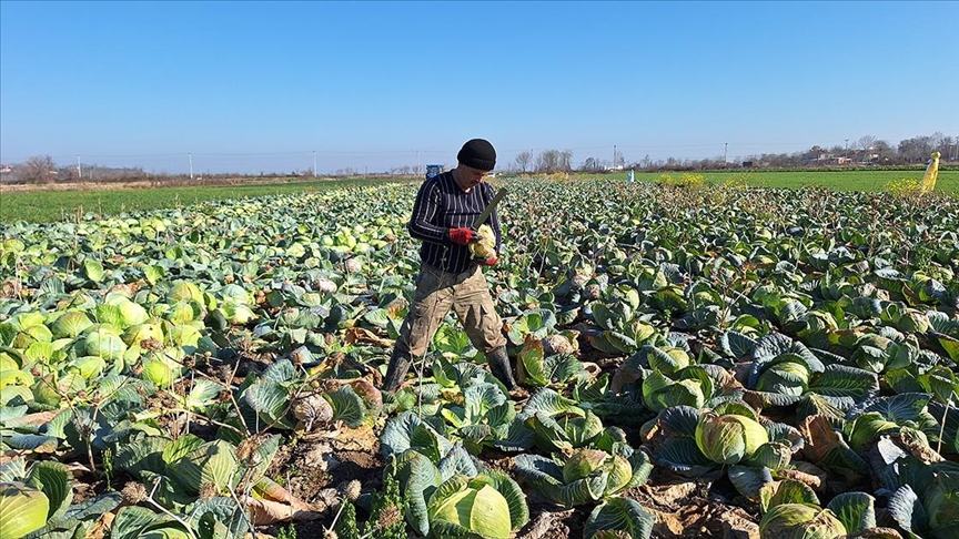 Bafra Ovası’nda Beyaz Lahana Hasadı Rekoru Bekleniyor