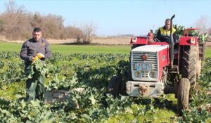 Bafra Ovası’nda Brokoliler Rekor Ürün Verdi!