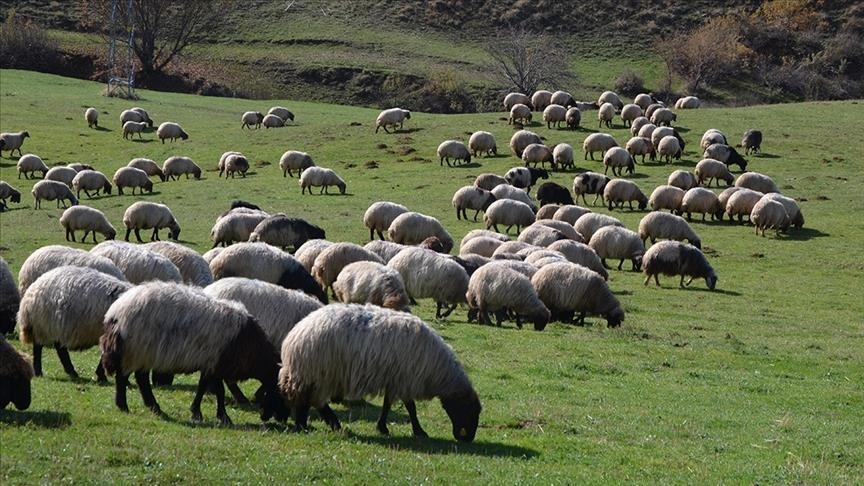 Hayvancılık Sektörü 5 Yıllık Planını Yarın Duyuruyor