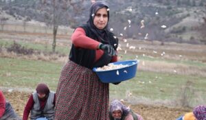 Taşköprü Sarımsağı, Sıcak Havalar Nedeniyle Erken Hasat Edildi