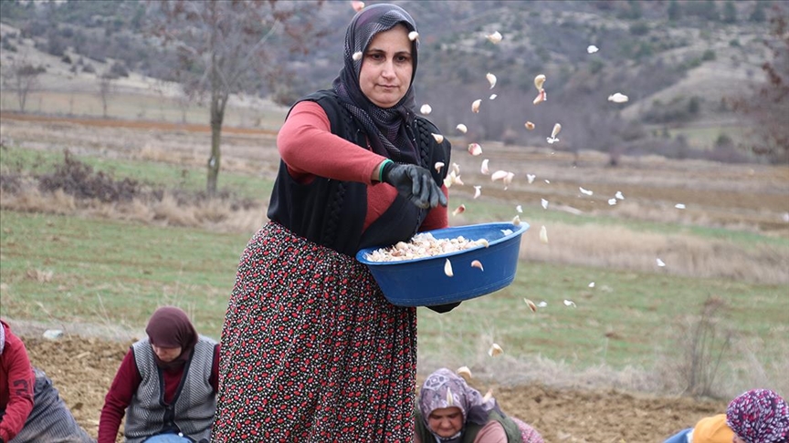 Taşköprü Sarımsağı, Sıcak Havalar Nedeniyle Erken Hasat Edildi