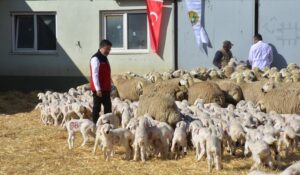 Bakan Yumaklı: Kırmızı Etteki Fiyat Artışları Fırsatçılıktan Kaynaklı