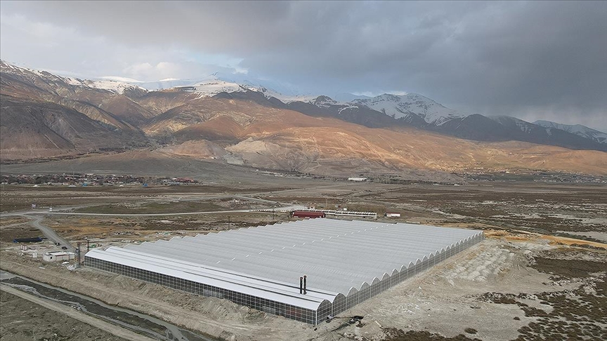 Erzincan’da Devletin Gücüyle Yerden Biten Domates Bahçesi: Mevsimde 1000 Ton Hasat Bekleniyor!