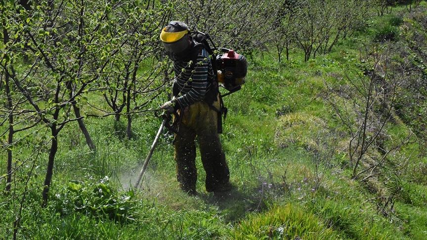 Fındıkta “Modern Bahçeler” Hasadı İyileştiriyor, Kazancını Artırıyor