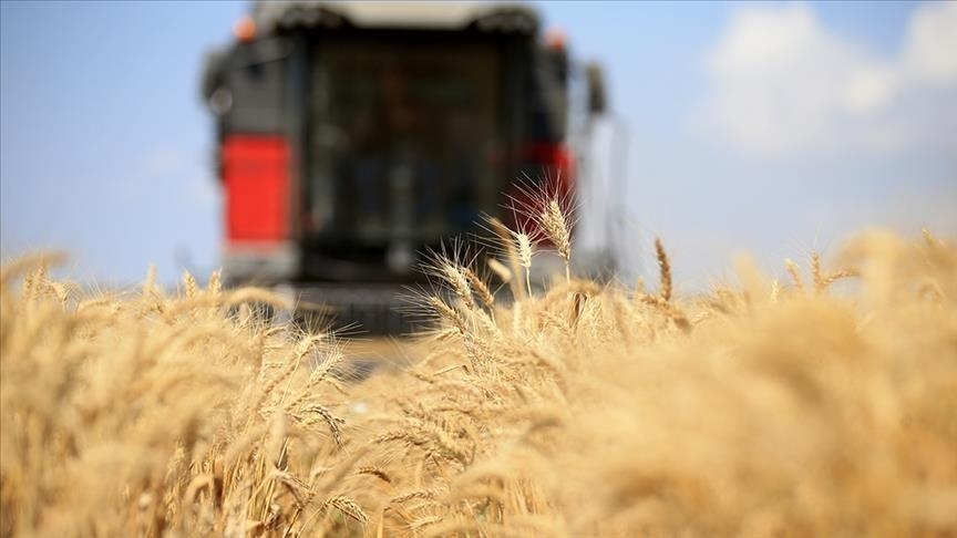 Küresel Gıda Fiyatları Aralıksız Düşüşte