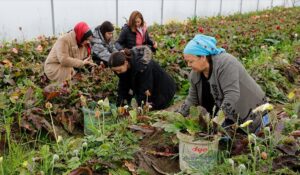 Samsun’da “Toprağın Kadın Gücü” ile Çiftçiler Destekleniyor