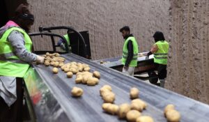 Yer Altından Tarlaların Besin Kaynağı: Tohumluk Patatesler Yolculuklarına Çıkıyor