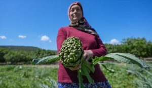 Enginarın Başkenti İzmir’de Hasat Mesaisi Tavan Yaptı