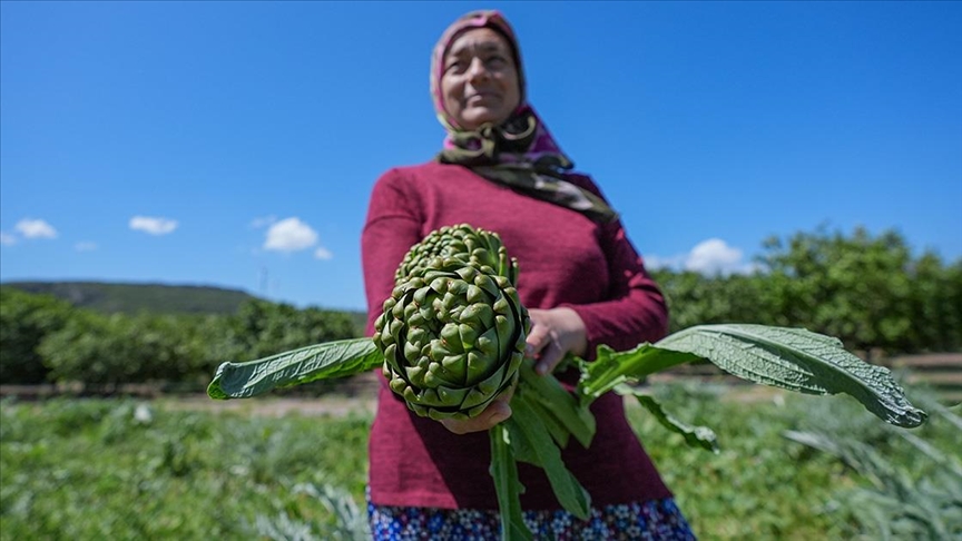 Enginarın Başkenti İzmir’de Hasat Mesaisi Tavan Yaptı