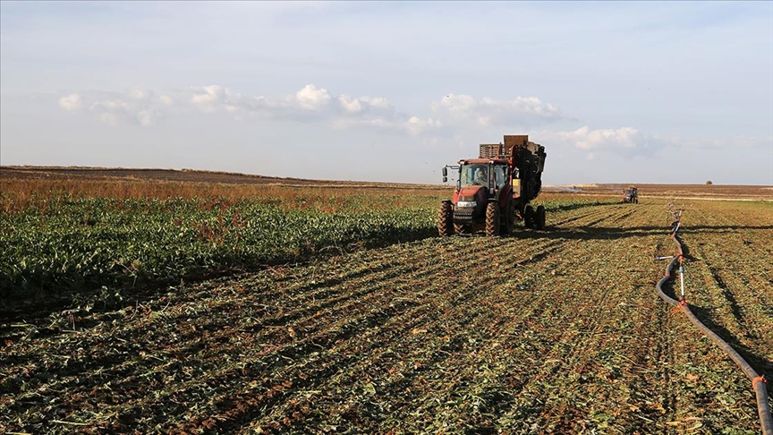 Milli Şeker Pancarı Tohumu Türkiye’de Sertifikalandı