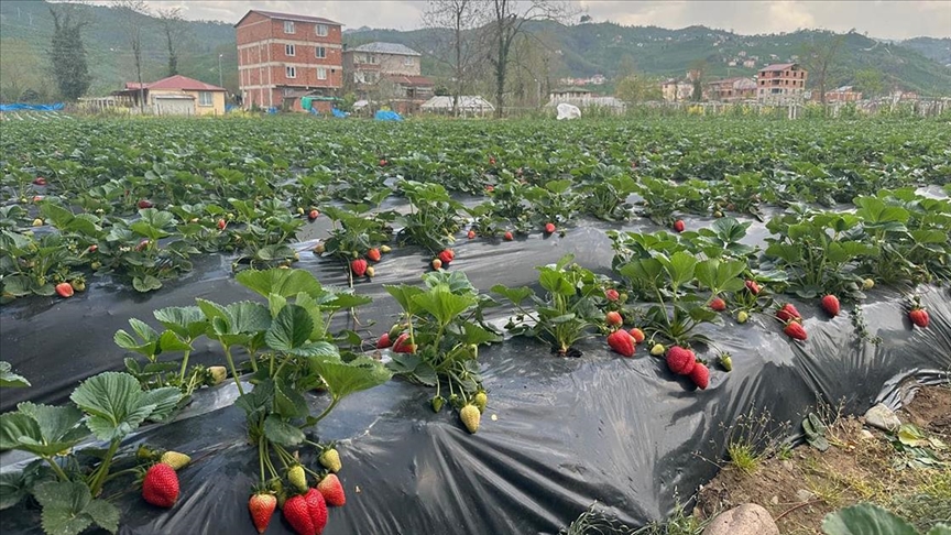 Ordu’da Çilek Ekonomiye 90 Milyon Lira Enjekte Edecek