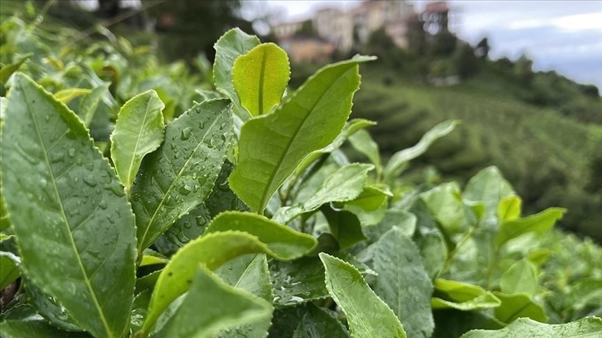 ÇAYKUR’da Yeni Yaş Çay Sezonu Yarın Başlıyor